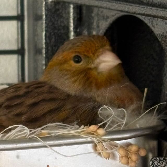 Neues aus dem Käfig